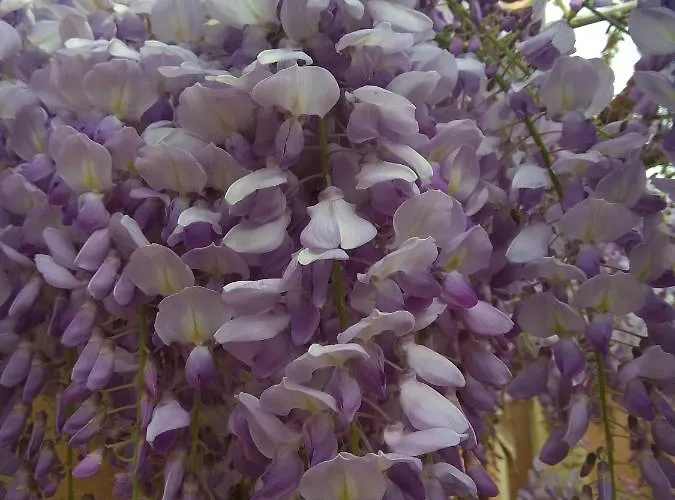 Corte Clocego Konukevi 3*