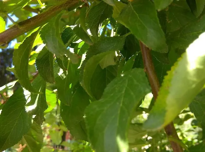 Πανσιόν Corte Clocego